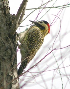 woodpecker